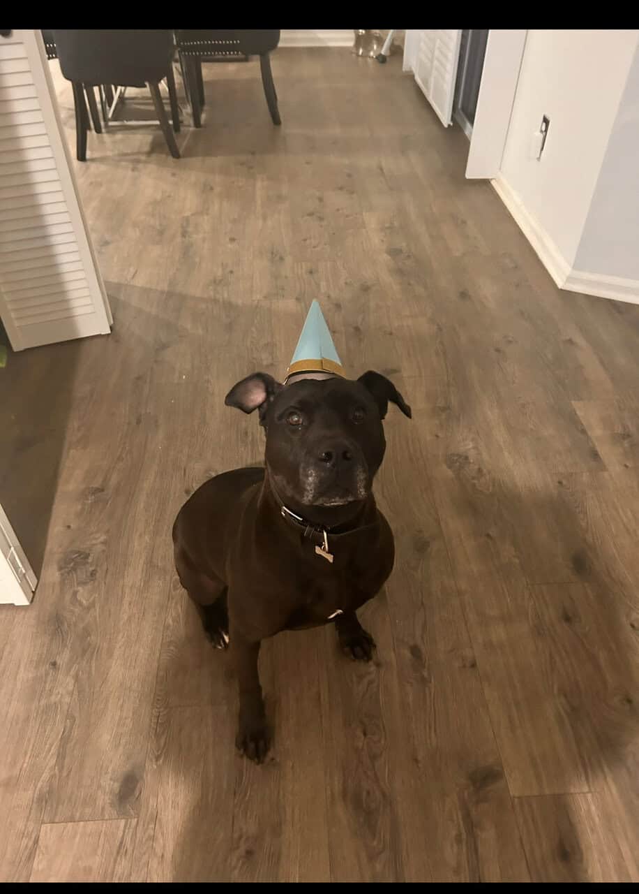 Lab/pit mix looking for loving home image 1