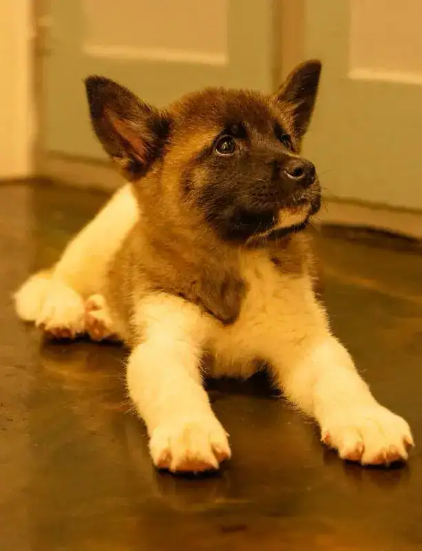 Puppy: Tokyo image 3