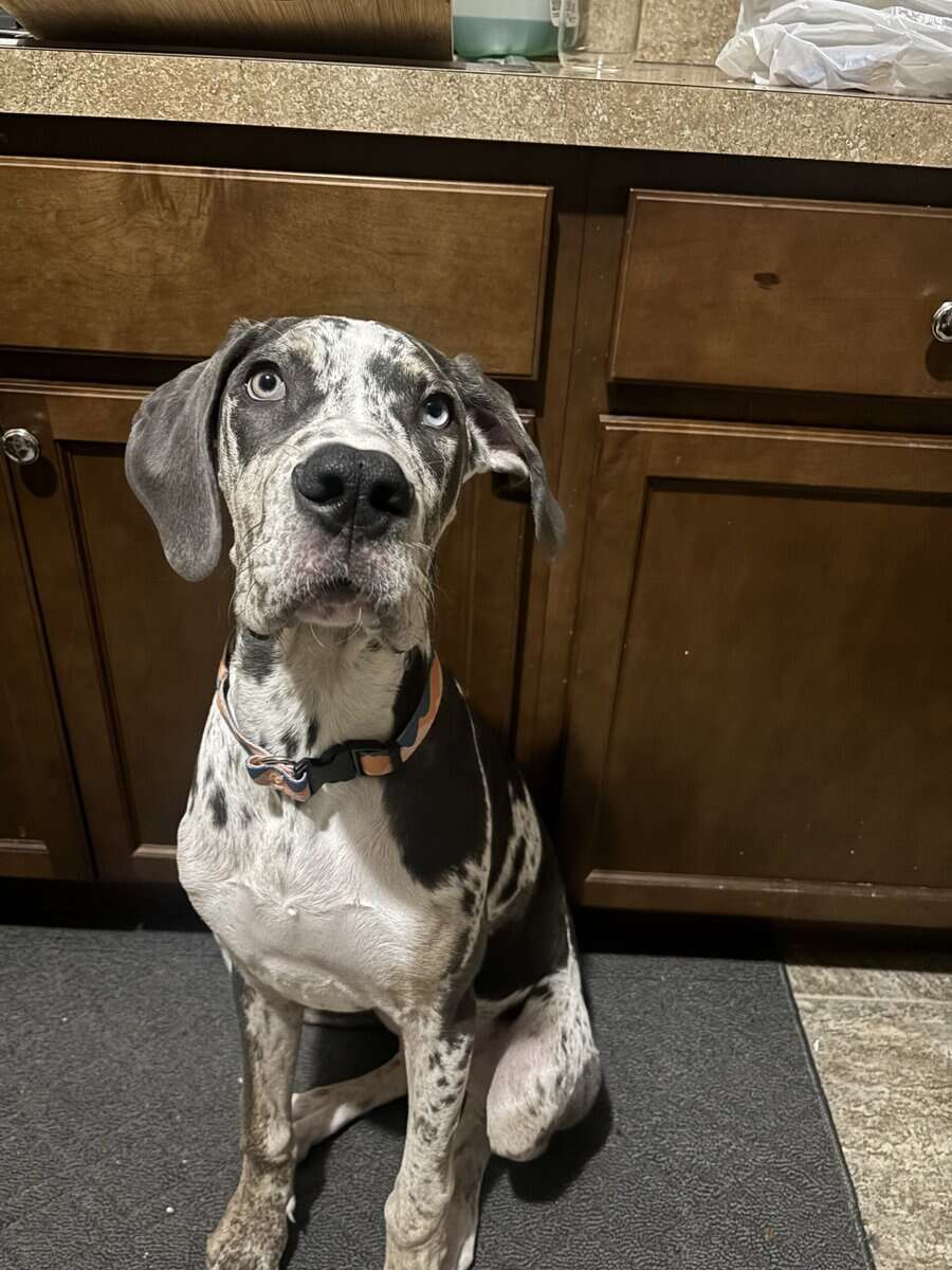 Luna, Great Dane for sale image 3