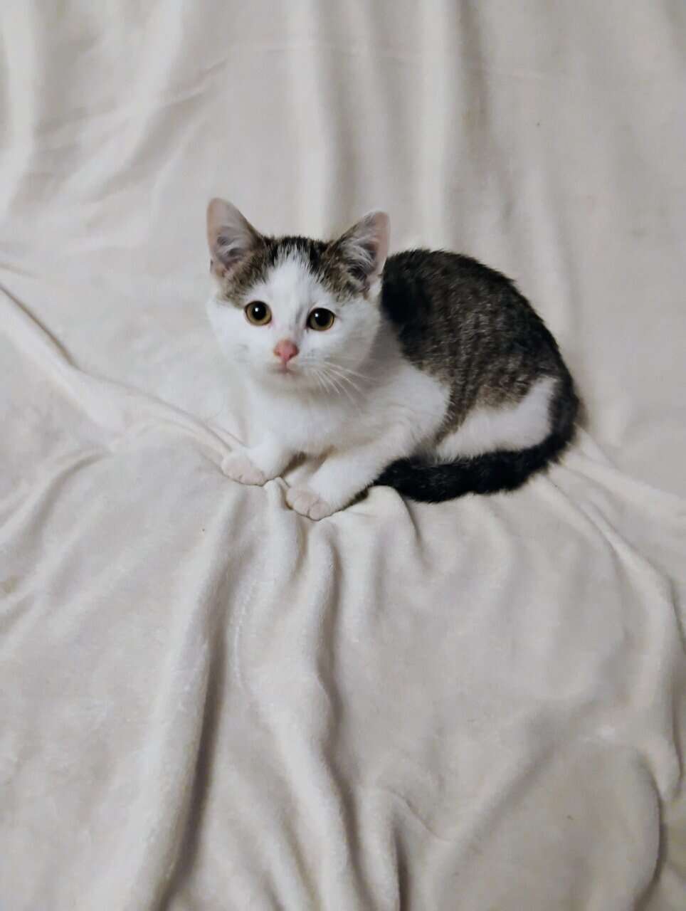 Kitten image 7