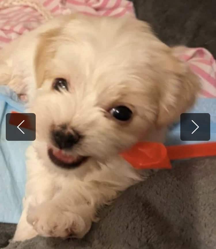 7weeks old maltese/maltipoo, Las Vegas image 3