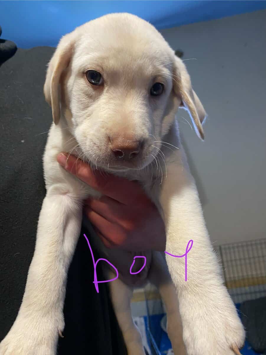 Purebred Labrador retriever puppies image 4