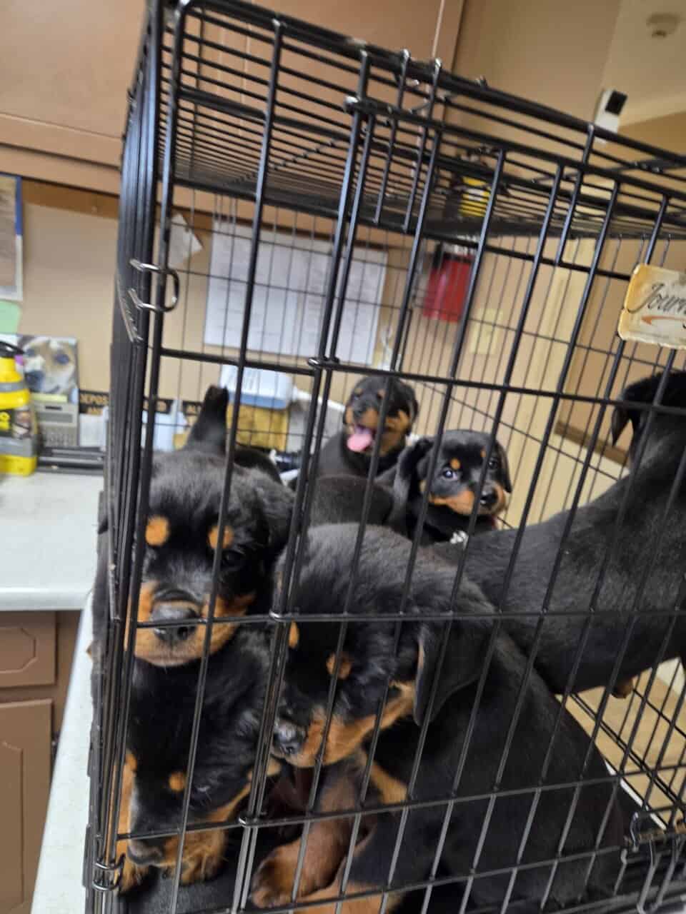 GermanRottweiler puppies parents both on-site, AKC image 1