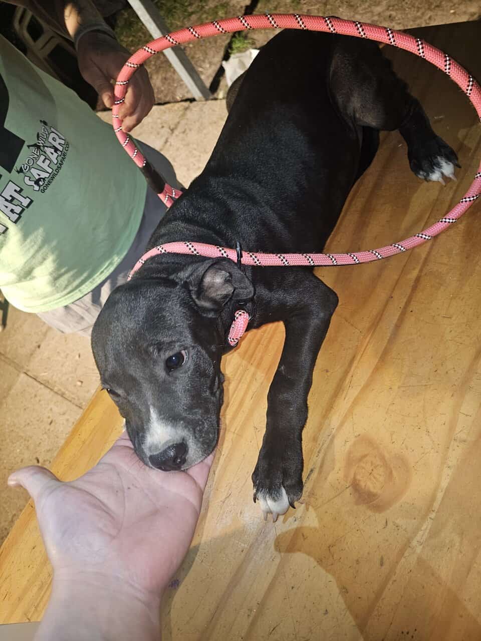 Pit puppies image 1