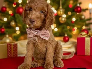 LUCY CHRISTMAS PUPPY!