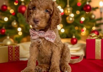 LUCY CHRISTMAS PUPPY!