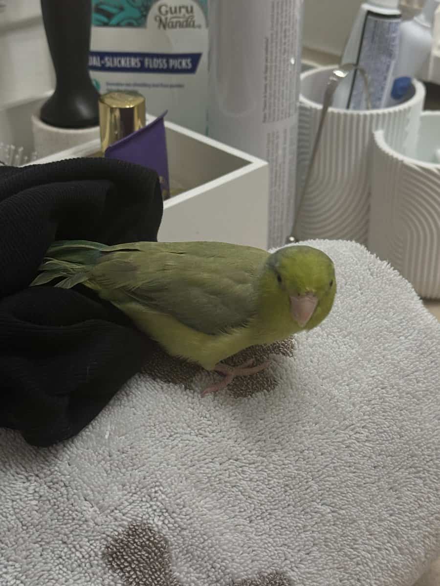 Selling 4 month old MALE Green Parrotlet image 7