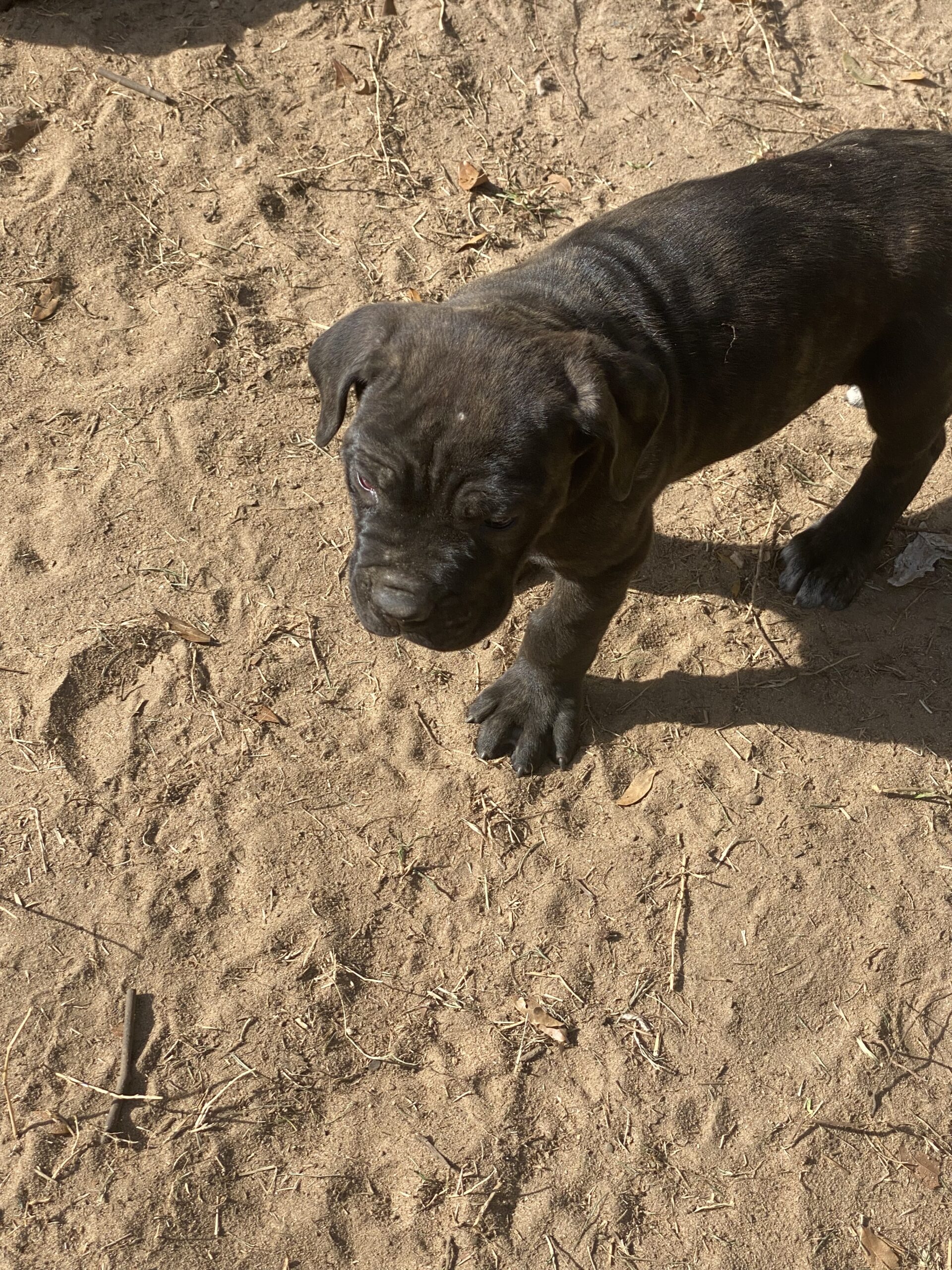 Cane Corso Puppies image 14