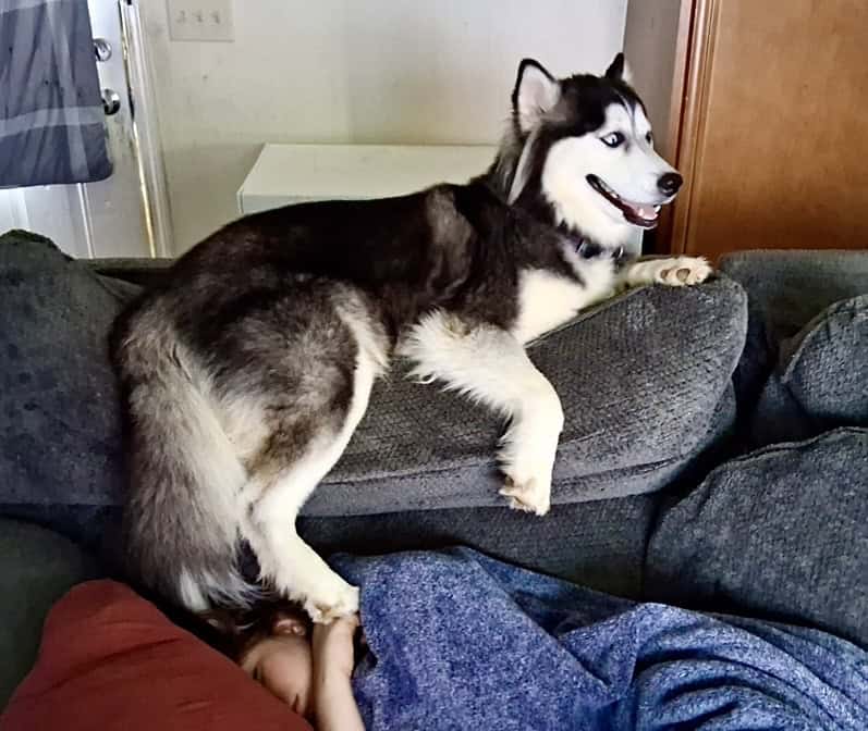 Siberian Husky image 2