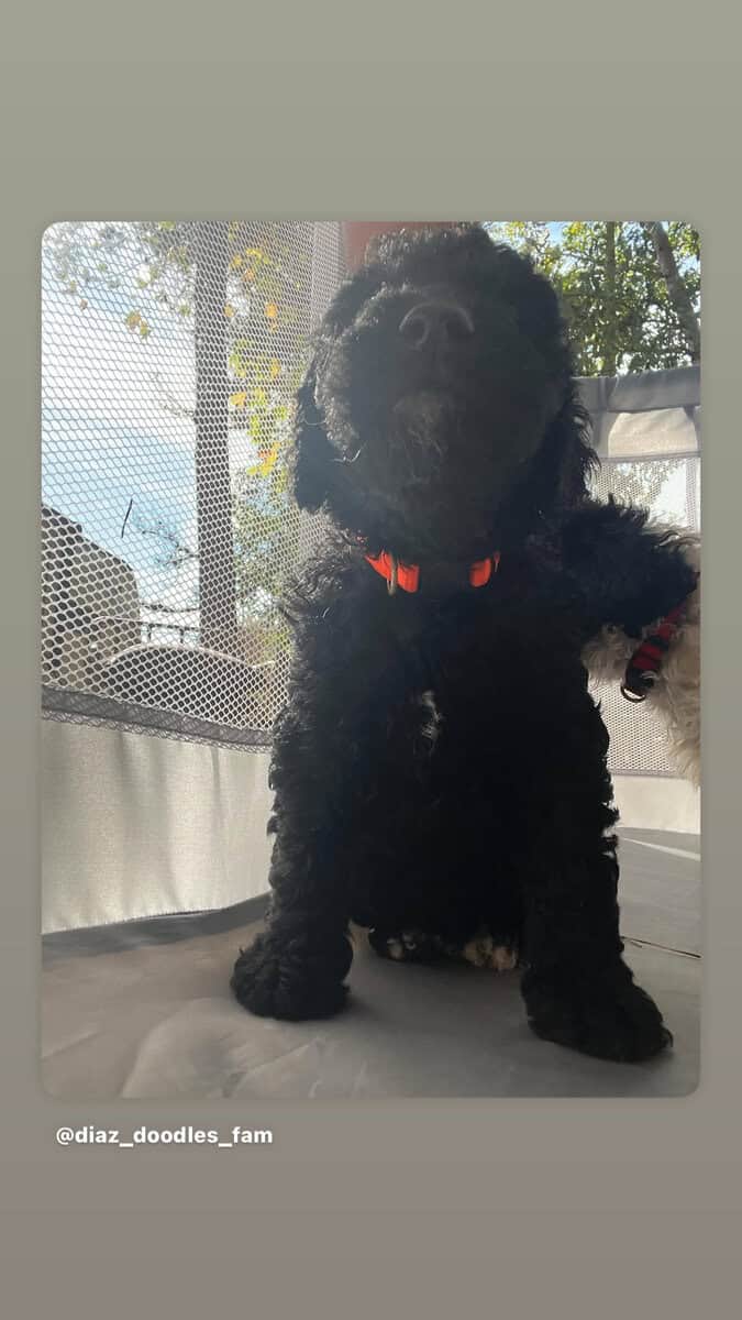 Goldendoodles girl puppy (medium) image 4