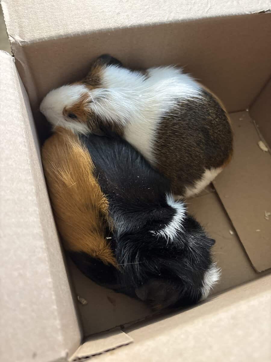 Guinea Pigs image 1