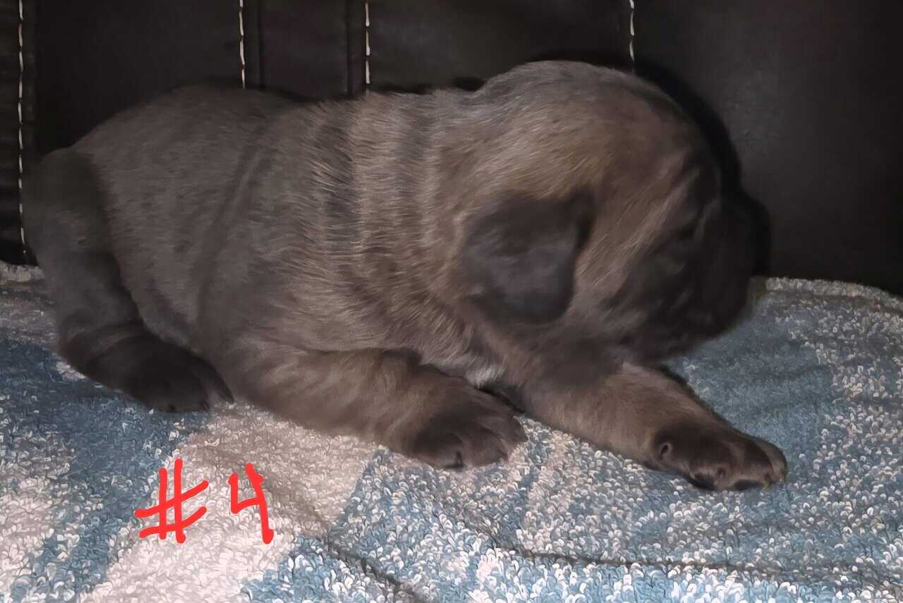 Cane Corso puppies image 2