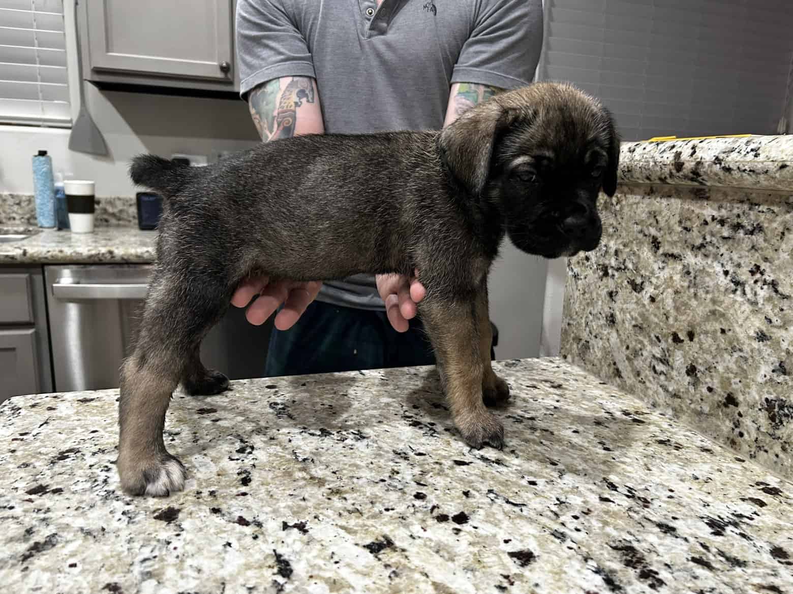 CCC's Kennel Cane Corso Puppies image 14