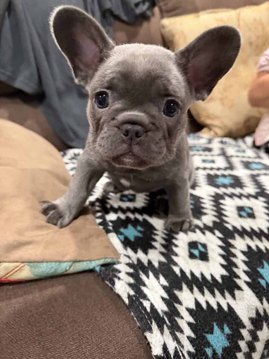 AKC French Puppys image 2