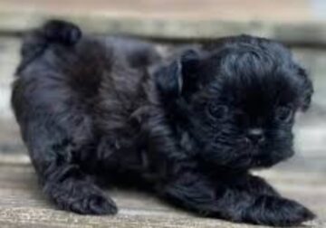 Shihtzu