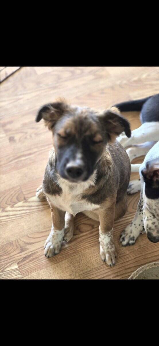 FREE 26 WEEK PUPS image 2