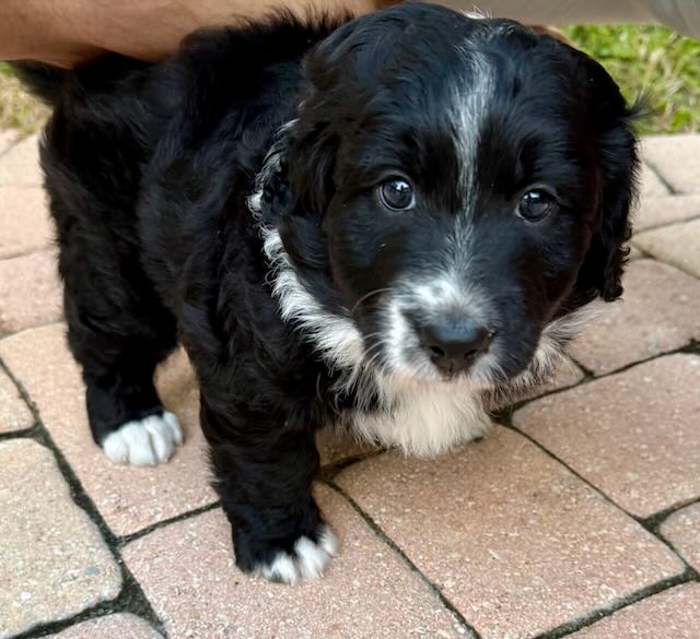 Aussipoo Puppies image 4