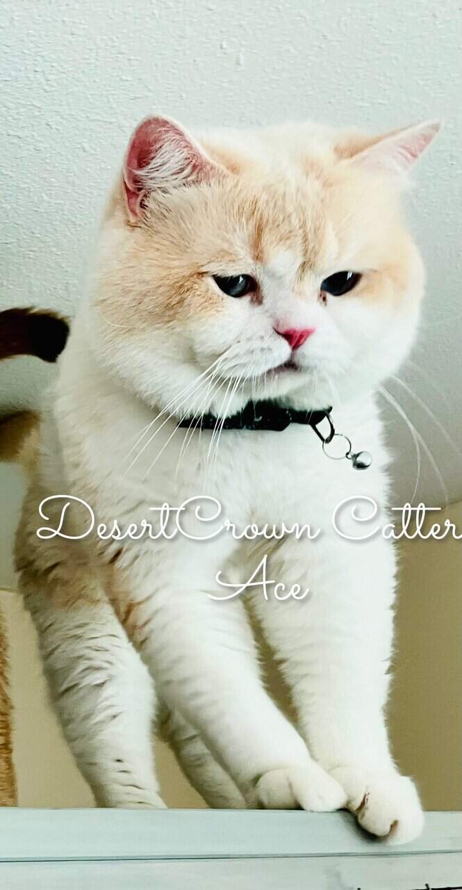 Silver chinchilla British shorthair female wcf image 13