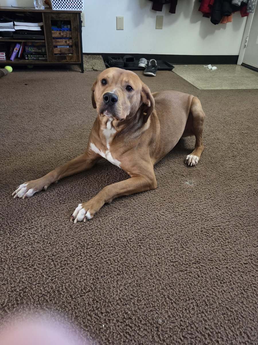 Pit mix to a good home image 3