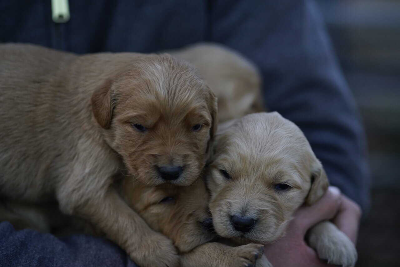 Golden Retriever Puppies, ACA Registered image 6