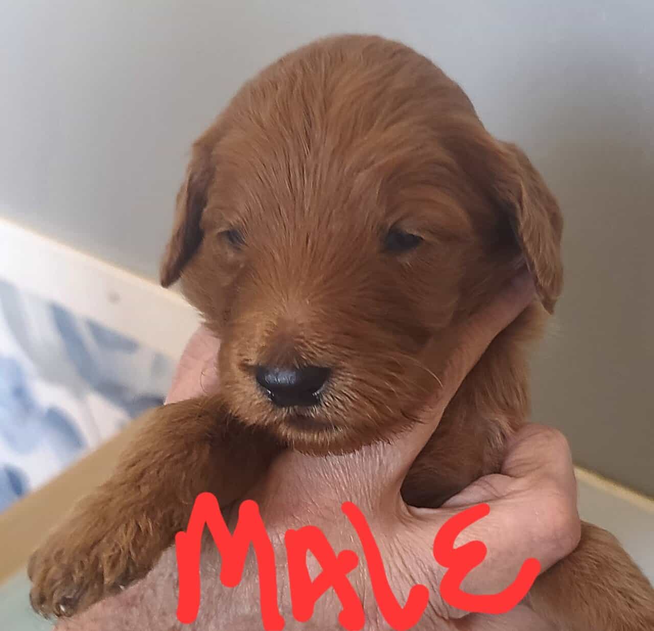 F2b Goldendoodles image 2