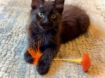 RARE Chocolate Point Chocolate Ragdoll x MaineCoon