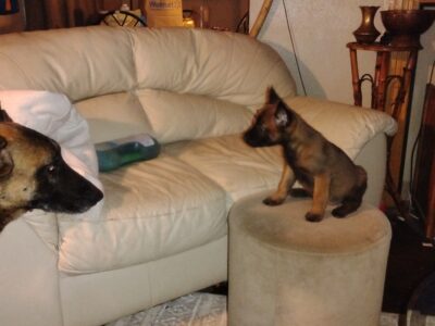 Belgium malinoise puppies