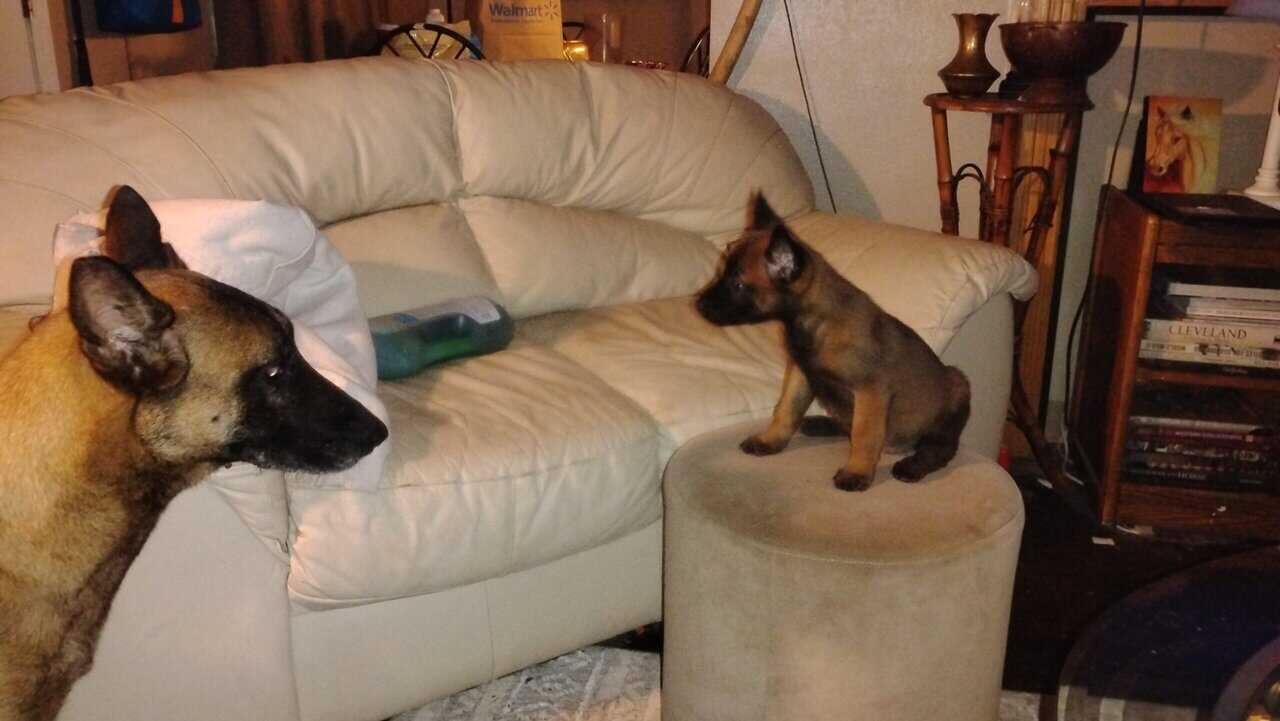 Belgium malinoise puppies image 1
