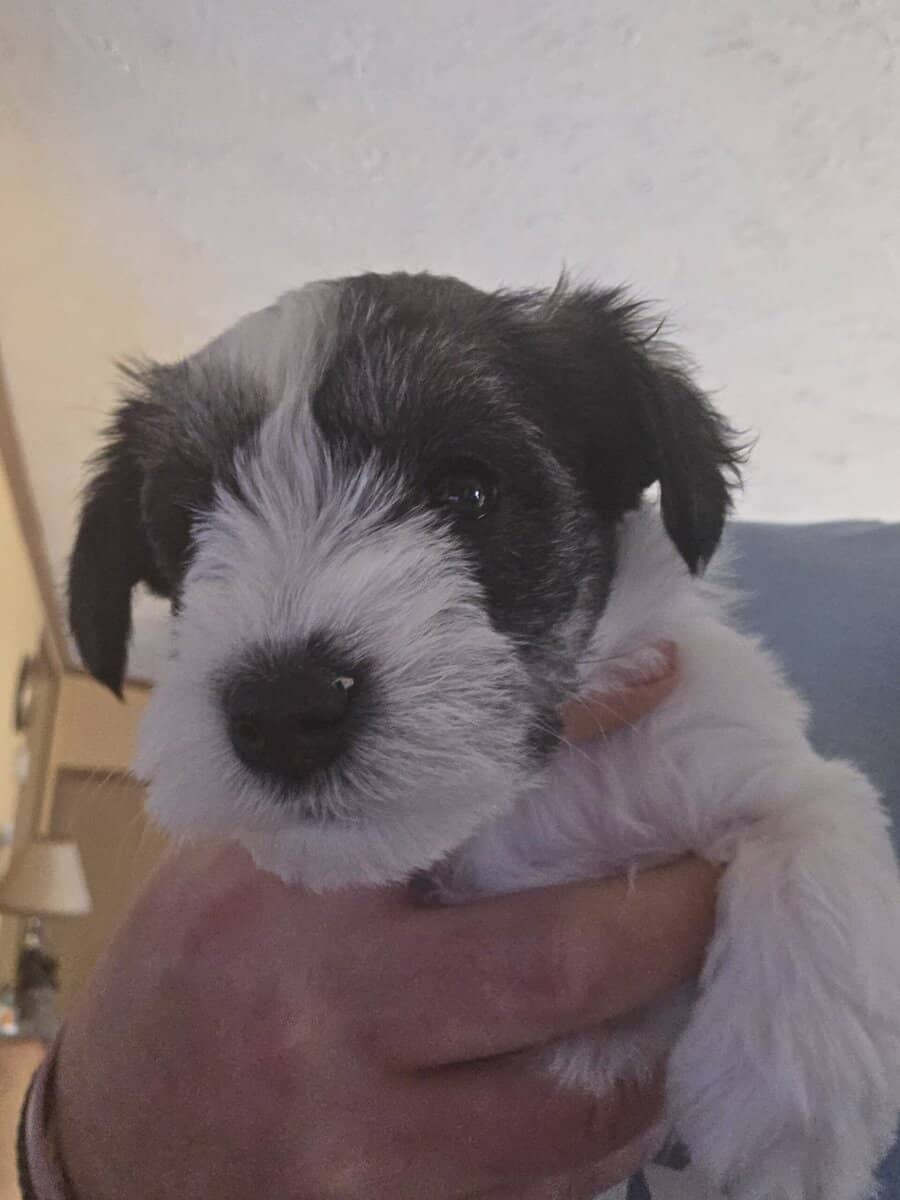 Miniature schnauzer image 4