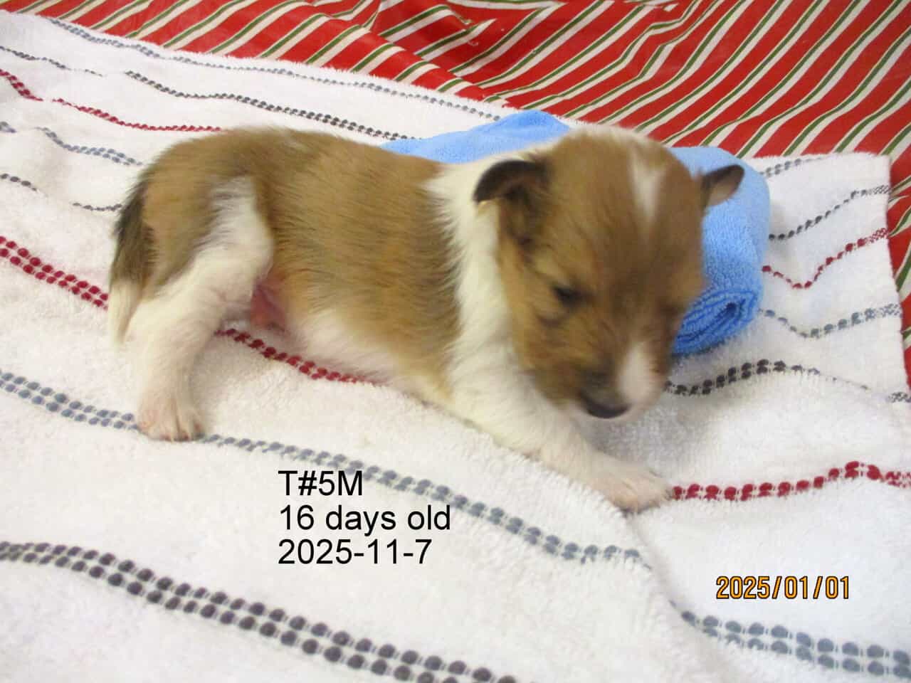AKC Shetland Sheep Dog Puppies image 4