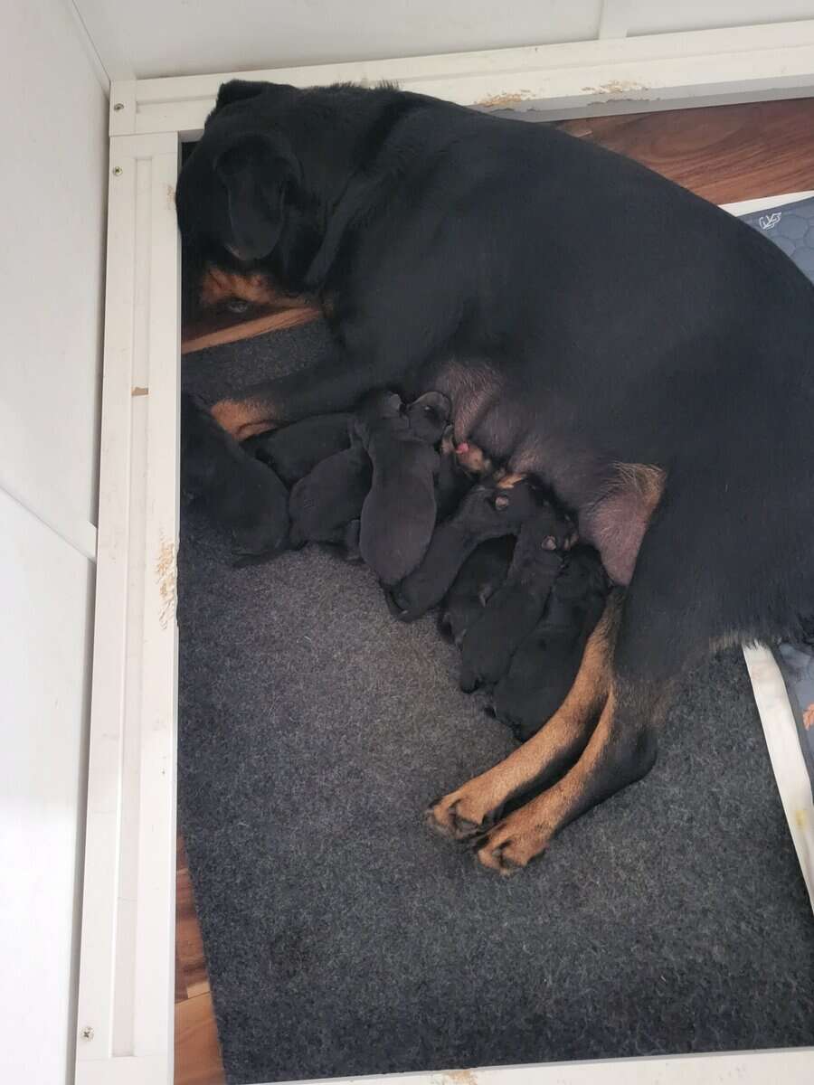 Serbian Rottweiler's image 1