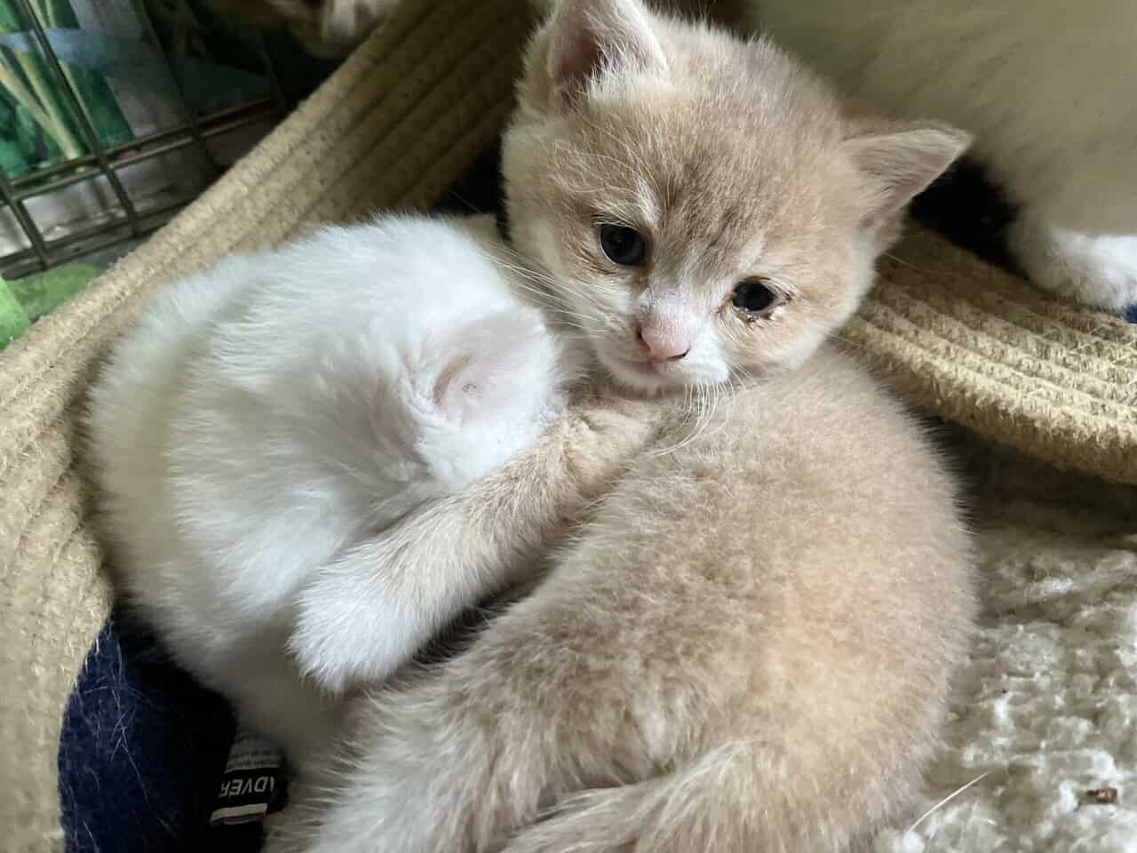Bicolor Fawn British shorthair male image 9
