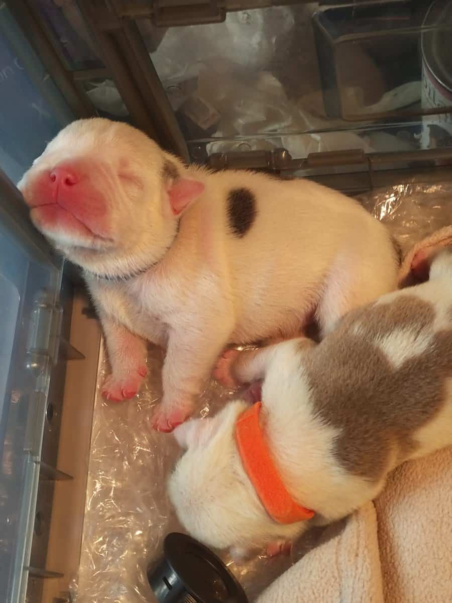 Premium Pocket Bully Puppies – Males & Females image 9