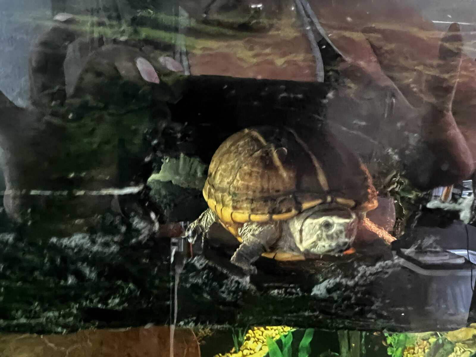 Turtles lost there mom to cancer image 13