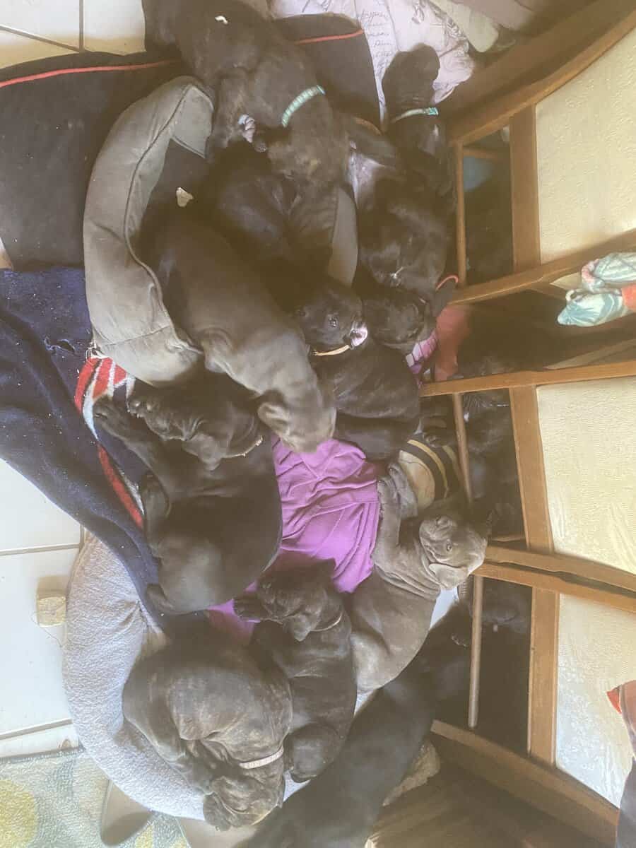 Cane Corso Puppies image 3