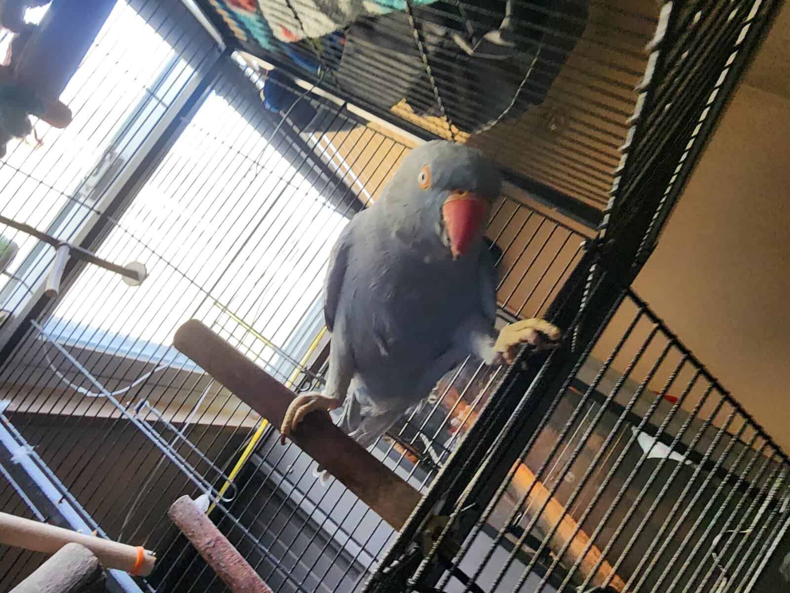2yr old Cobalt blue indian ringneck image 11