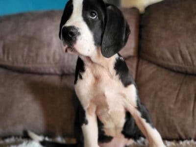 Saint Bernard x Great Dane – Beige Female
