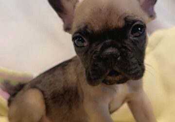 Brutus male fawn frenchie