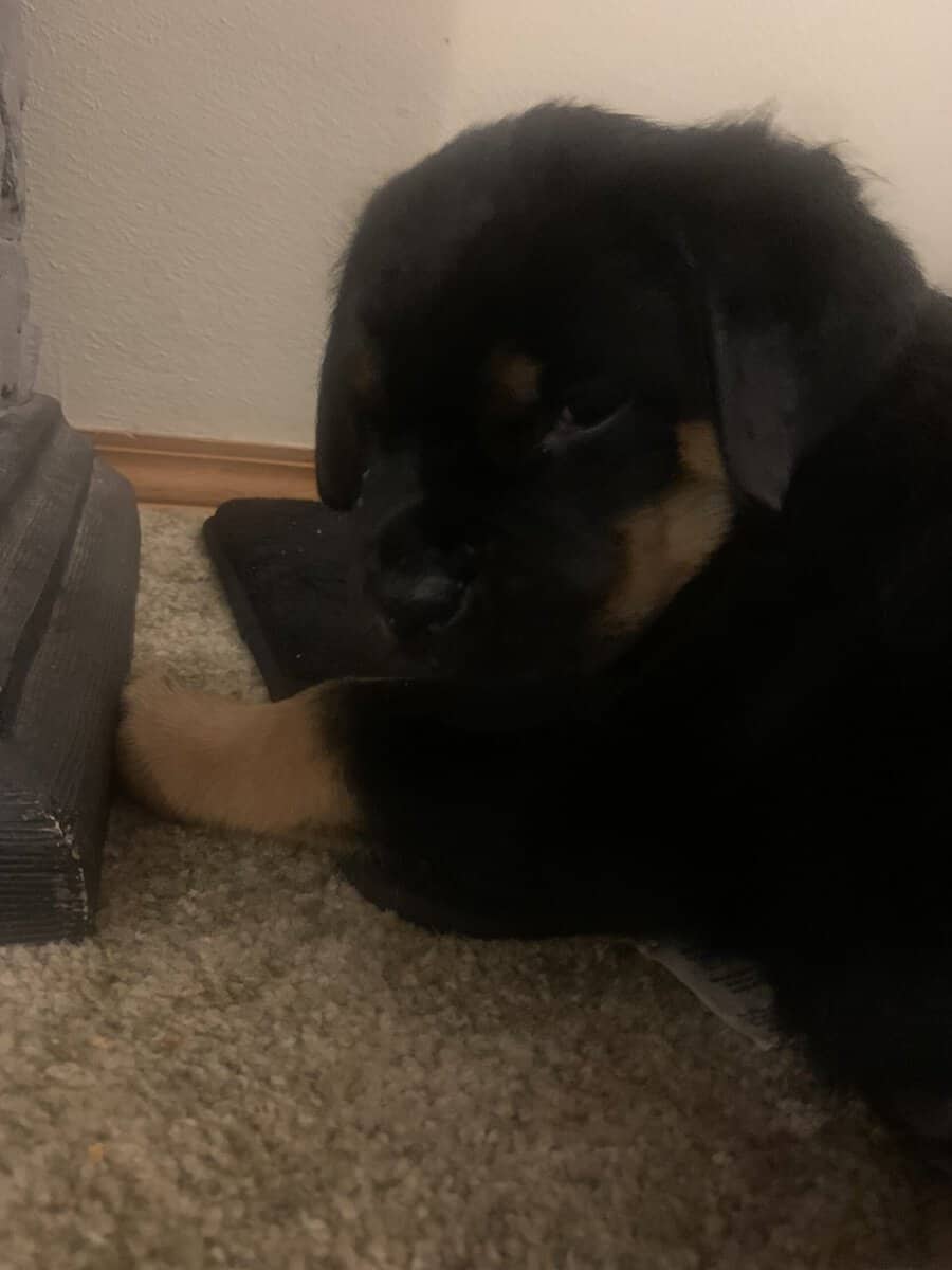 Female Rottweiler Pups image 5