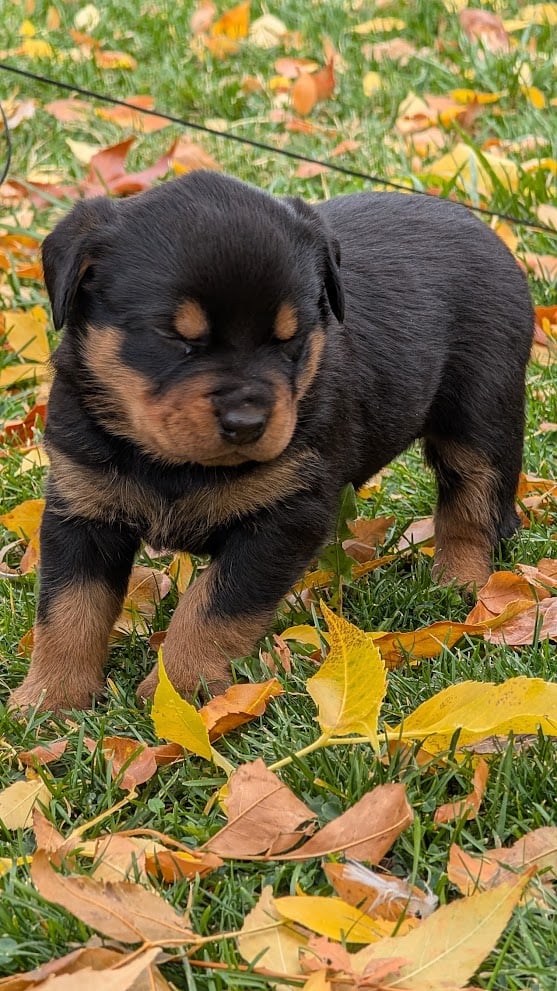 Rottweiler/English Bulldog Mix Puppies Ready Nov14 image 4
