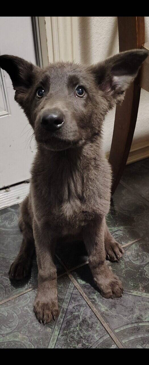 German Shepherd Puppies image 4