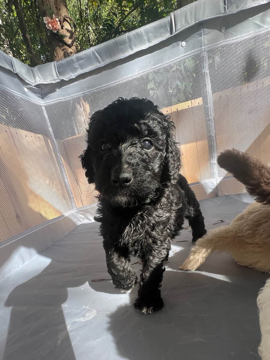 Medium goldendoodle puppy image 9