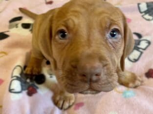 Sweet Puppy for the Holidays! Donation