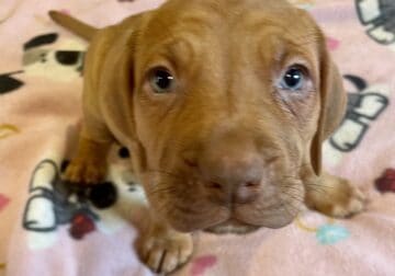 Sweet Puppy for the Holidays! Donation