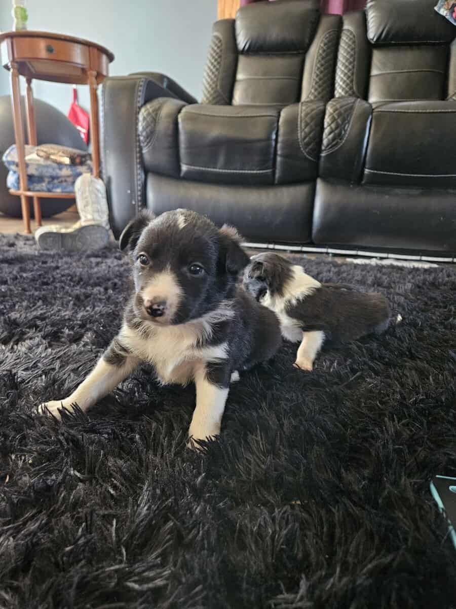 Border Collie Puppies image 3