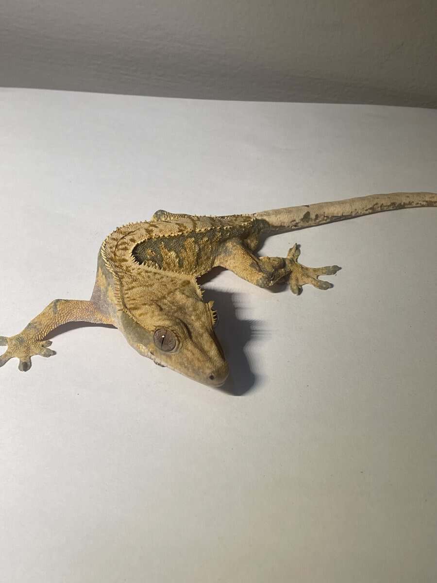 Crested Gecko male 21g image 1