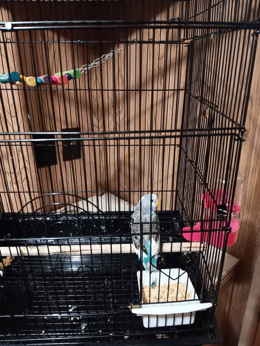 Baby blue female young parakeet image 3