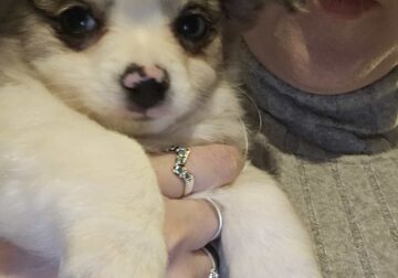 Nigel Long Hair Chihuahua (CKC)