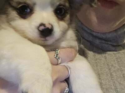 Nigel Long Hair Chihuahua (CKC)