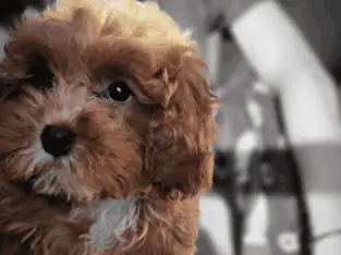 Adorable Cavapoo Puppies–Chicago/Indy Delivery